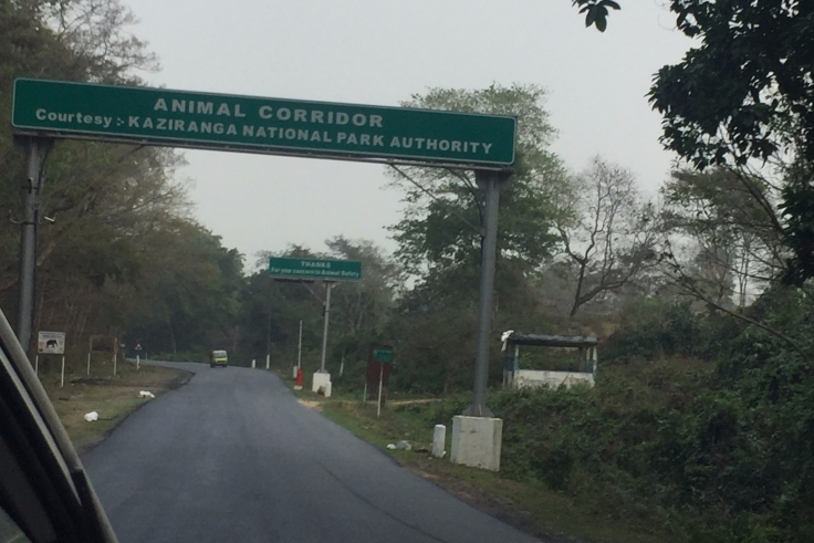 Animal Corridors on the Highway